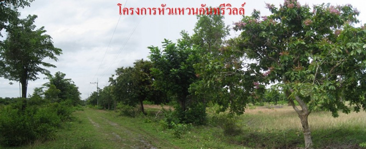Residential land/lot Nakhon Ratchasima Chok Chai Thung Arun 208000