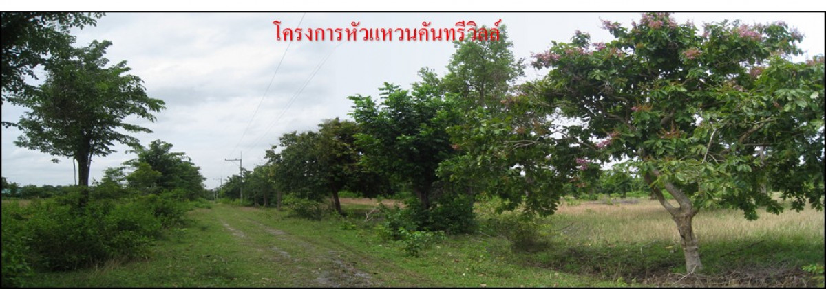 ที่ดินเปล่า นครราชสีมา โชคชัย ทุ่งอรุณ 327000
