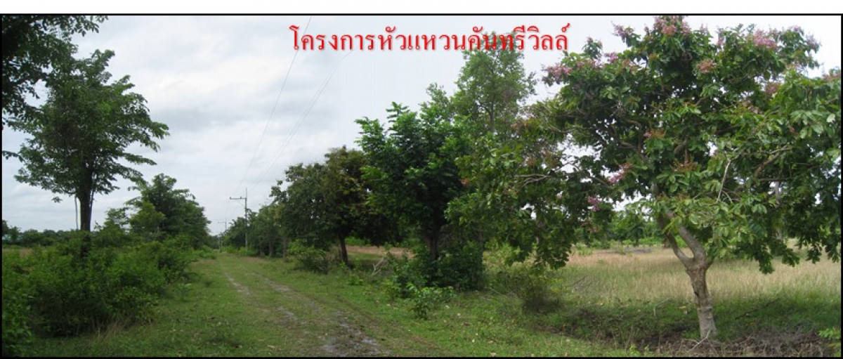 ที่ดินเปล่า นครราชสีมา โชคชัย ทุ่งอรุณ 156000