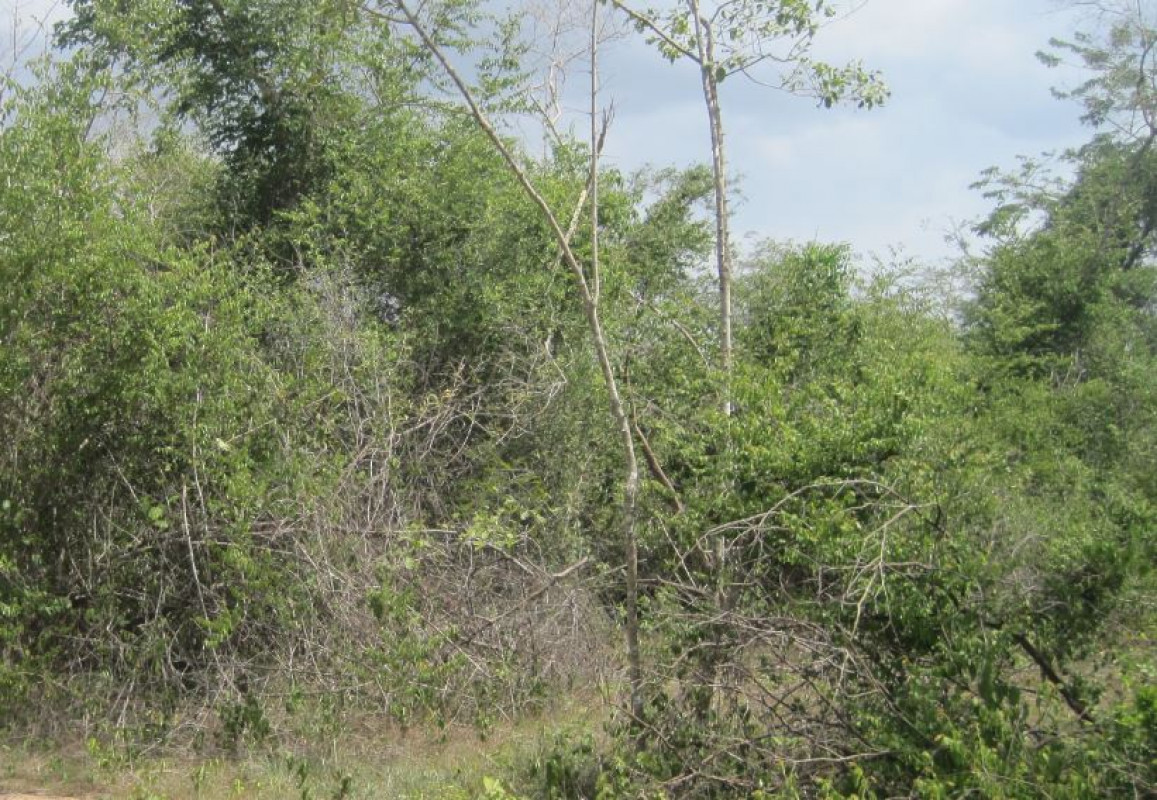 Residential land/lot Lampang Ko Kha Sala 353000