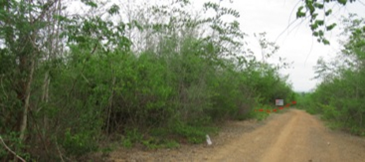 ที่ดินเปล่า ลำพูน บ้านโฮ่ง ศรีเตี้ย 360000