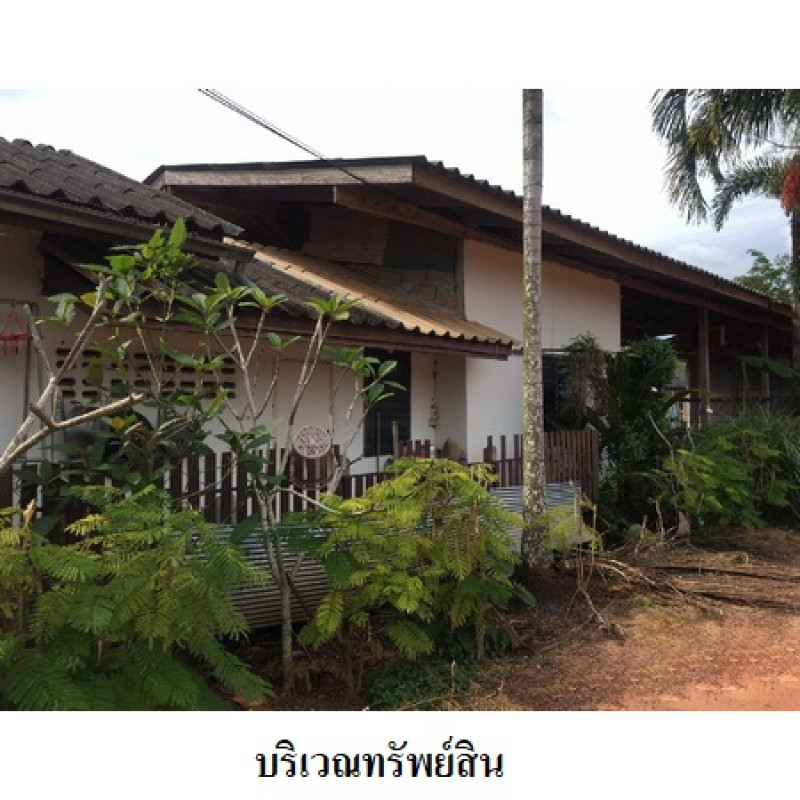โรงงาน/โกดัง สุราษฎร์ธานี เมืองสุราษฎร์ธานี มะขามเตี้ย 11580500