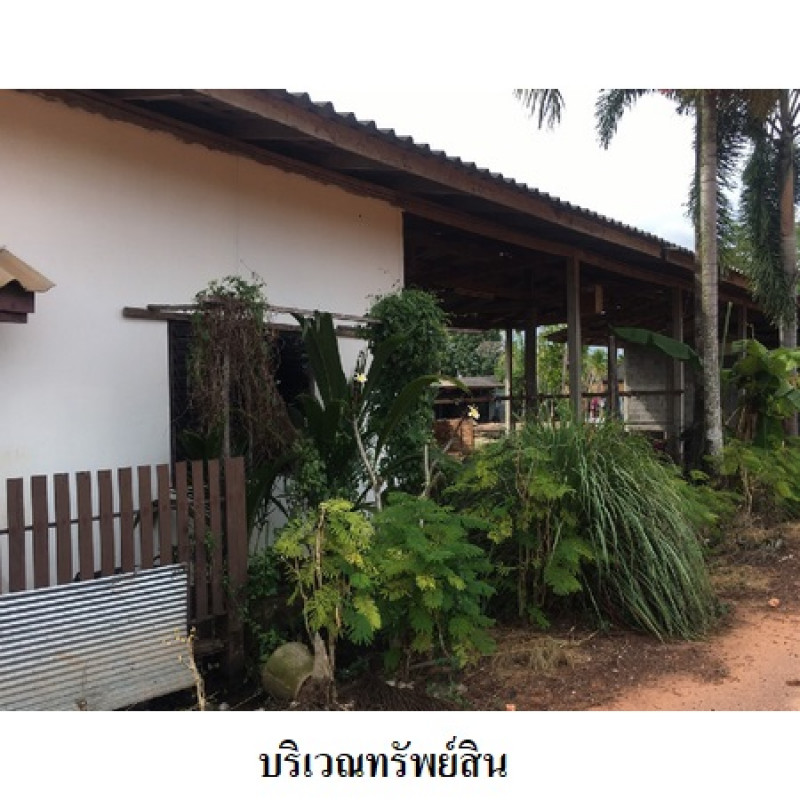 โรงงาน/โกดัง สุราษฎร์ธานี เมืองสุราษฎร์ธานี มะขามเตี้ย 11580500