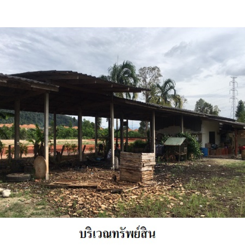 โรงงาน/โกดัง สุราษฎร์ธานี เมืองสุราษฎร์ธานี มะขามเตี้ย 11580500