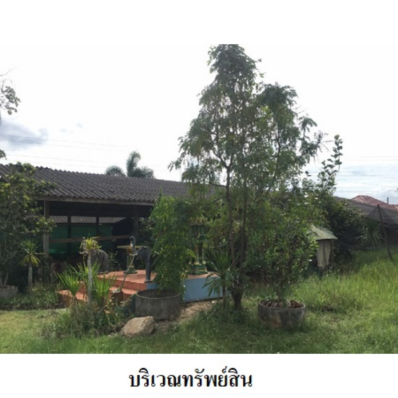 โรงงาน/โกดัง สุราษฎร์ธานี เมืองสุราษฎร์ธานี มะขามเตี้ย 11580500
