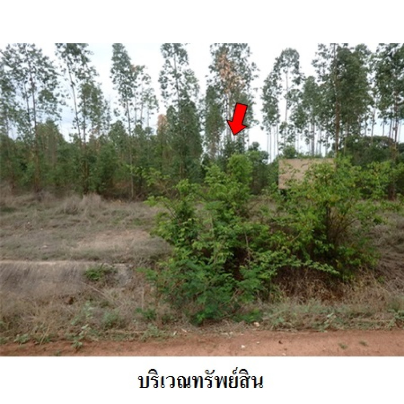 ที่ดินเปล่า ชัยภูมิ เมืองชัยภูมิ โคกสูง 2976000