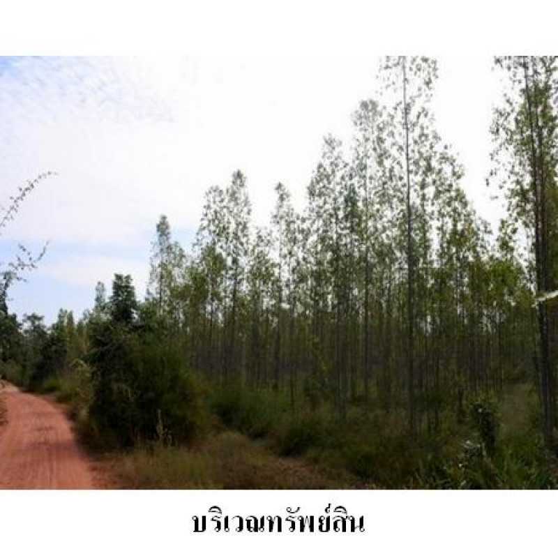 ที่ดินเปล่า ชัยภูมิ เมืองชัยภูมิ นาฝาย 2987000