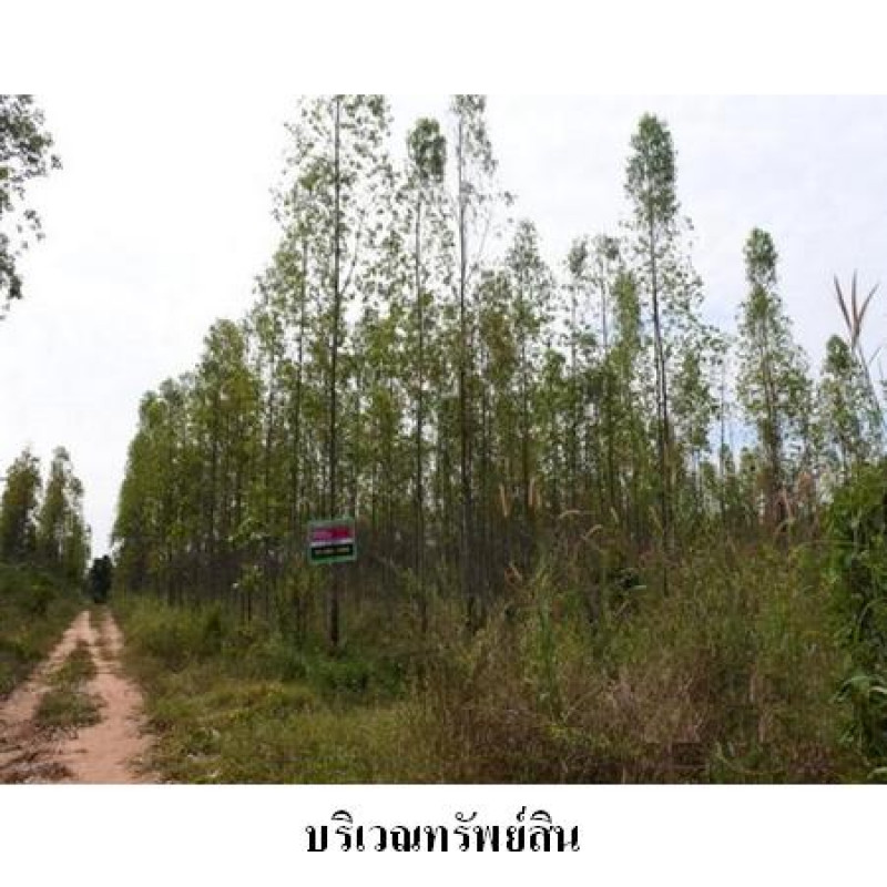 ที่ดินเปล่า ชัยภูมิ เมืองชัยภูมิ นาฝาย 2987000
