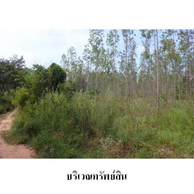 ที่ดินเปล่า ชัยภูมิ เมืองชัยภูมิ นาฝาย 2987000