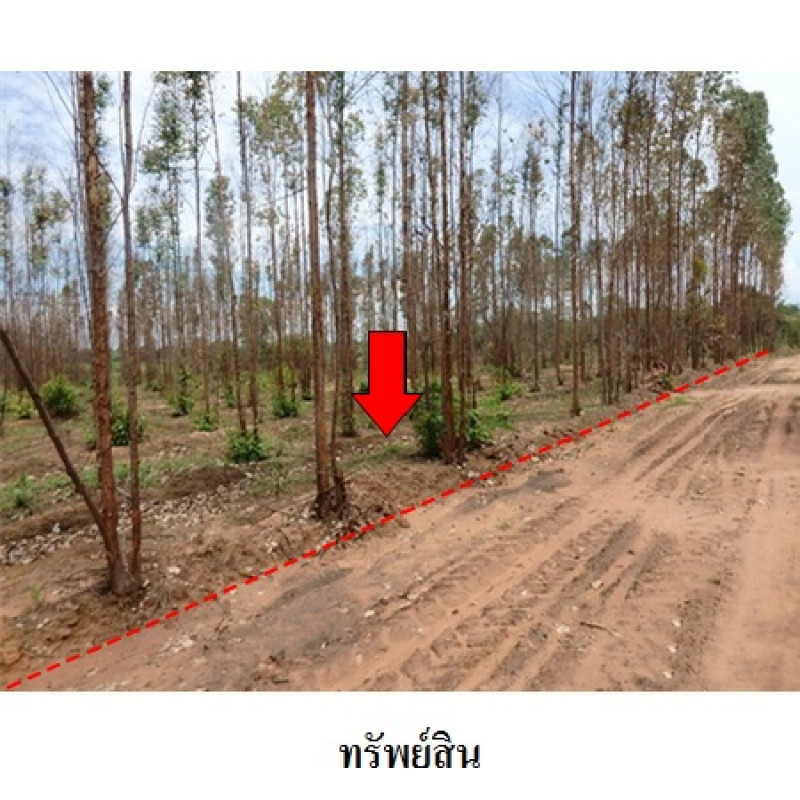 ที่ดินเปล่า ชัยภูมิ เมืองชัยภูมิ นาฝาย 2987000