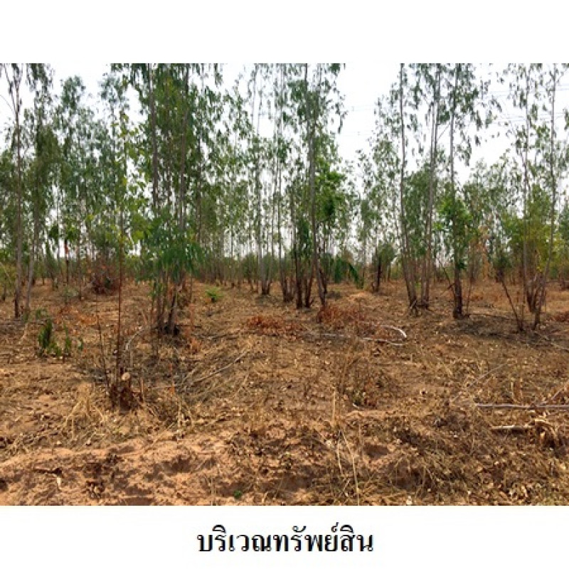 ที่ดินเปล่า ชัยภูมิ เมืองชัยภูมิ นาฝาย 12919000