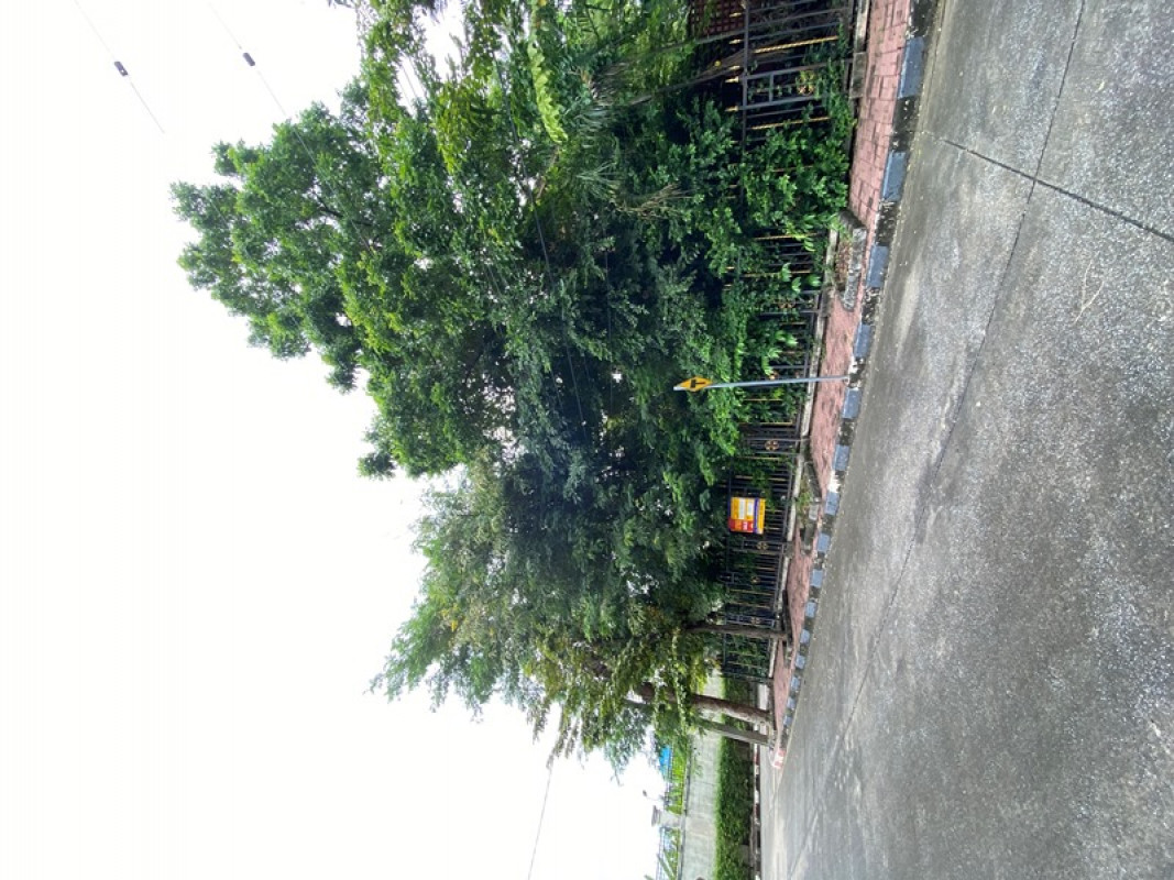 บ้านเดี่ยว นนทบุรี บางใหญ่ บางม่วง 17535000