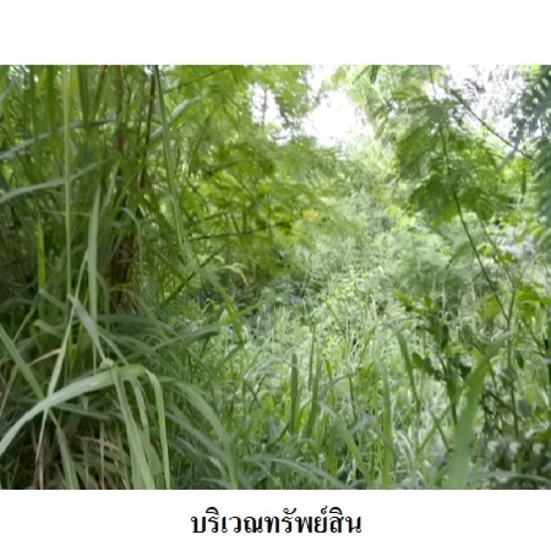 ที่ดินเปล่า สวนวลีแลนด์ 4 ระยอง เมืองระยอง ทับมา 3390000