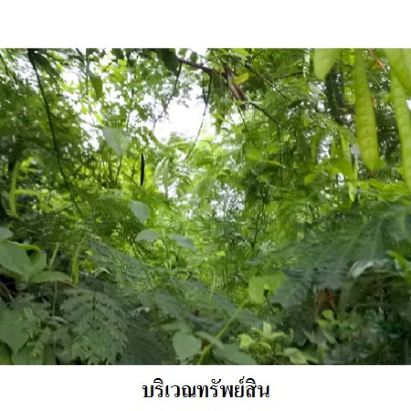 ที่ดินเปล่า สวนวลีแลนด์ 4 ระยอง เมืองระยอง ทับมา 3390000