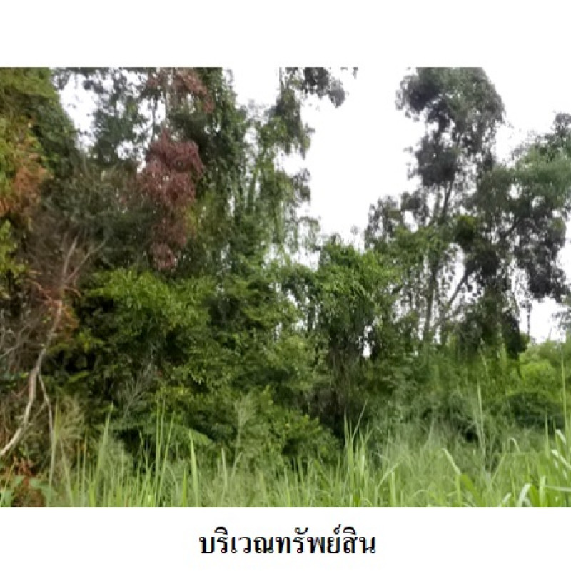 Residential land/lot Rayong Mueang Rayong Thap Ma 4920000