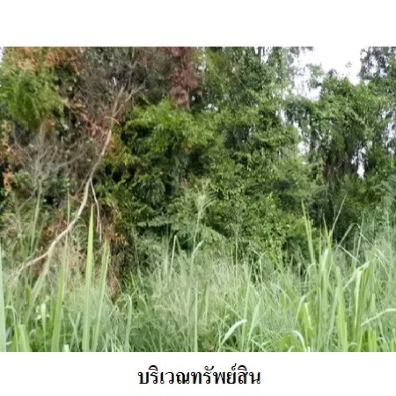 Residential land/lot Rayong Mueang Rayong Thap Ma 4920000
