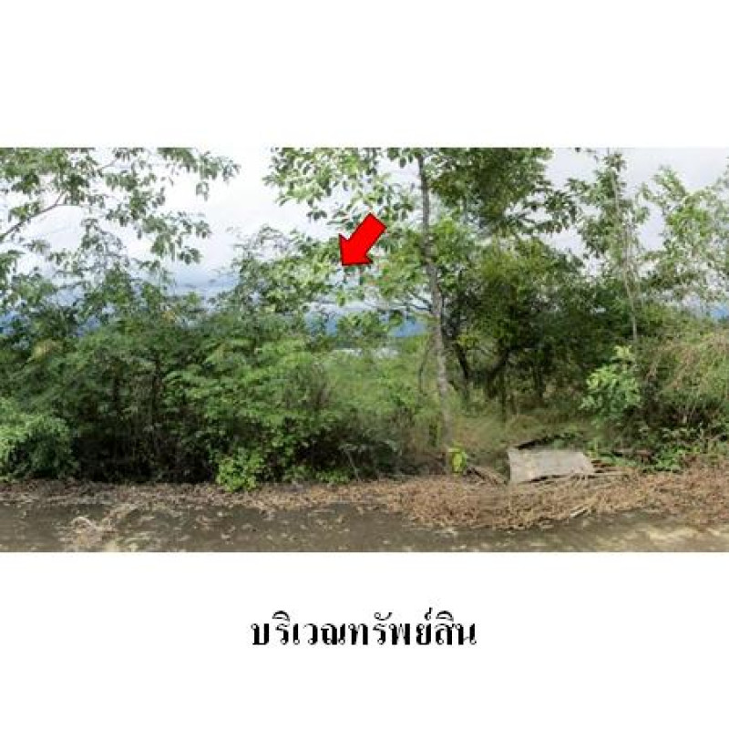ที่ดินเปล่า สวนเกษตรนพวรรณ ลำพูน บ้านโฮ่ง หนองปลาสะวาย 1510000