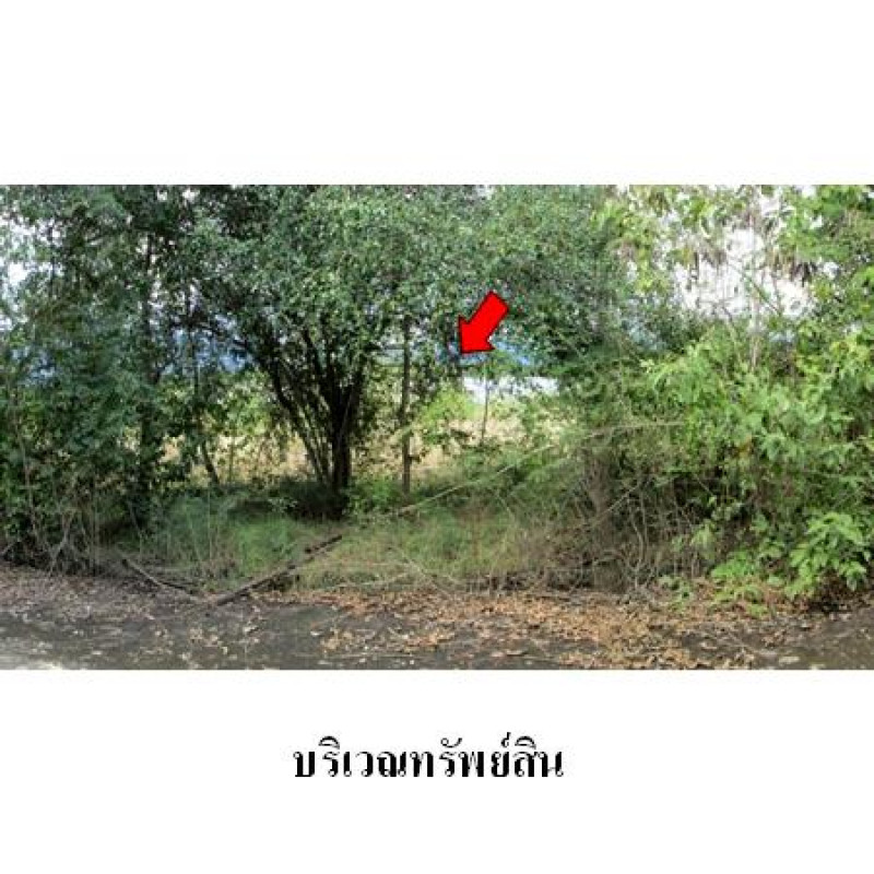 ที่ดินเปล่า สวนเกษตรนพวรรณ ลำพูน บ้านโฮ่ง หนองปลาสะวาย 1510000