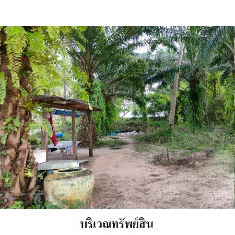 Residential land/lot Nakhon Si Thammarat Mueang Nakhon Si Thammarat Pak Phun 4819000