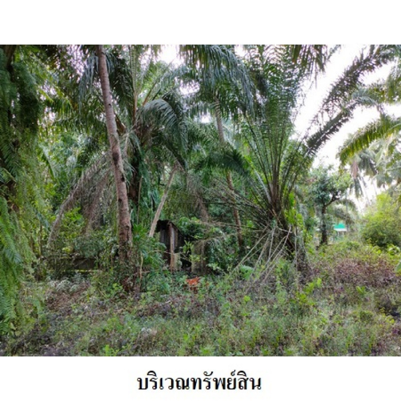 Residential land/lot Nakhon Si Thammarat Mueang Nakhon Si Thammarat Pak Phun 4819000