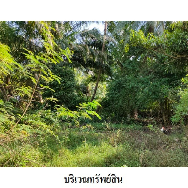Residential land/lot Nakhon Si Thammarat Mueang Nakhon Si Thammarat Pak Phun 4819000