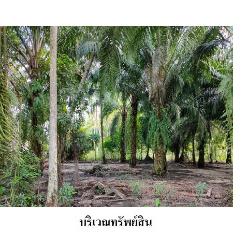 Residential land/lot Nakhon Si Thammarat Mueang Nakhon Si Thammarat Pak Phun 4819000