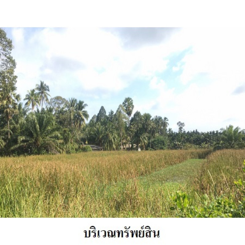 ที่ดินเปล่า นครศรีธรรมราช เมืองนครศรีธรรมราช ปากพูน 7806200