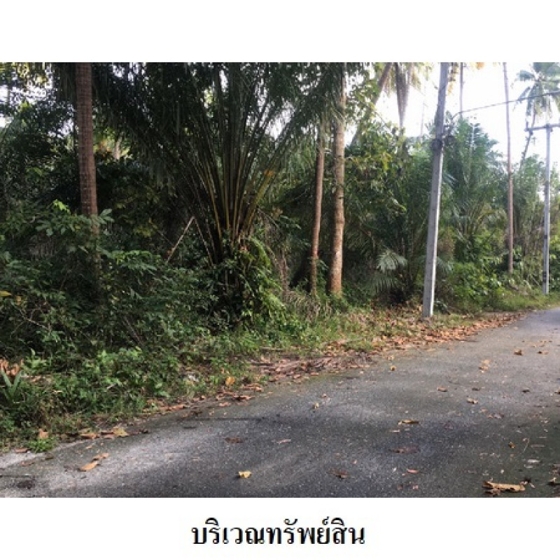 ที่ดินเปล่า นครศรีธรรมราช เมืองนครศรีธรรมราช ปากพูน 7806200