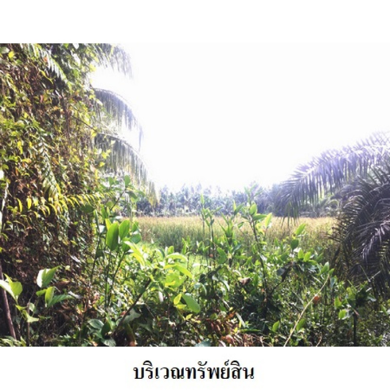 ที่ดินเปล่า นครศรีธรรมราช เมืองนครศรีธรรมราช ปากพูน 7806200