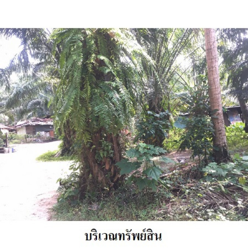 ที่ดินเปล่า นครศรีธรรมราช เมืองนครศรีธรรมราช ปากพูน 7806200