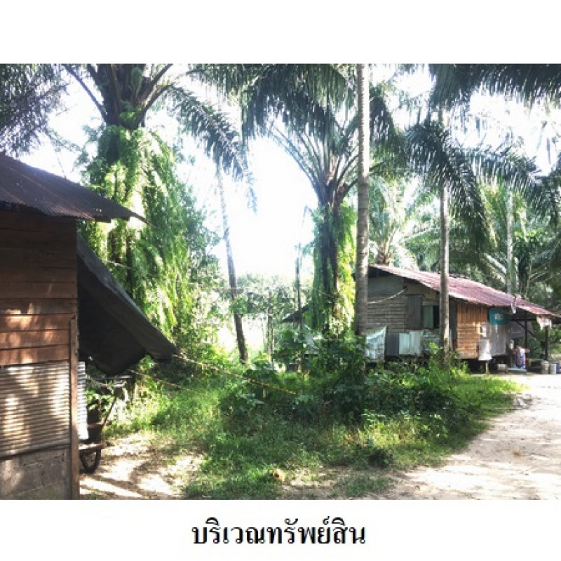 ที่ดินเปล่า นครศรีธรรมราช เมืองนครศรีธรรมราช ปากพูน 7806200