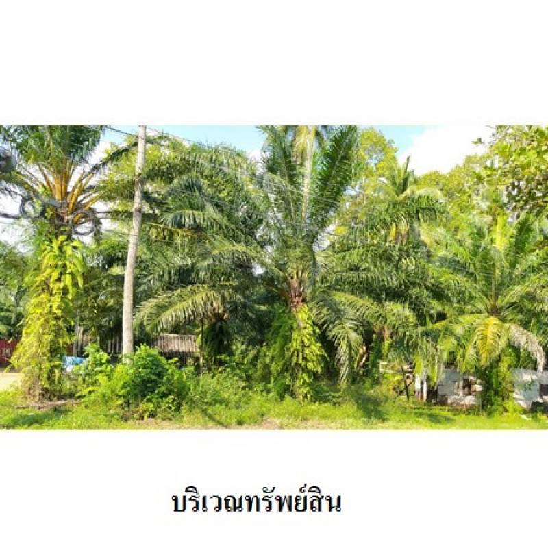 ที่ดินเปล่า นครศรีธรรมราช เมืองนครศรีธรรมราช ปากพูน 20141000