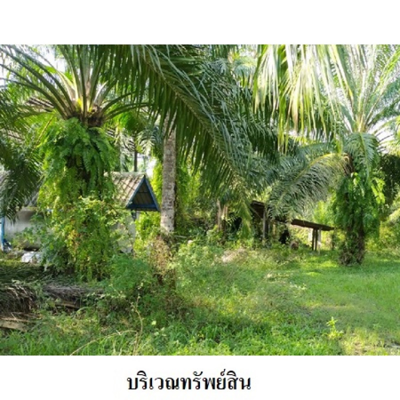 ที่ดินเปล่า นครศรีธรรมราช เมืองนครศรีธรรมราช ปากพูน 20141000