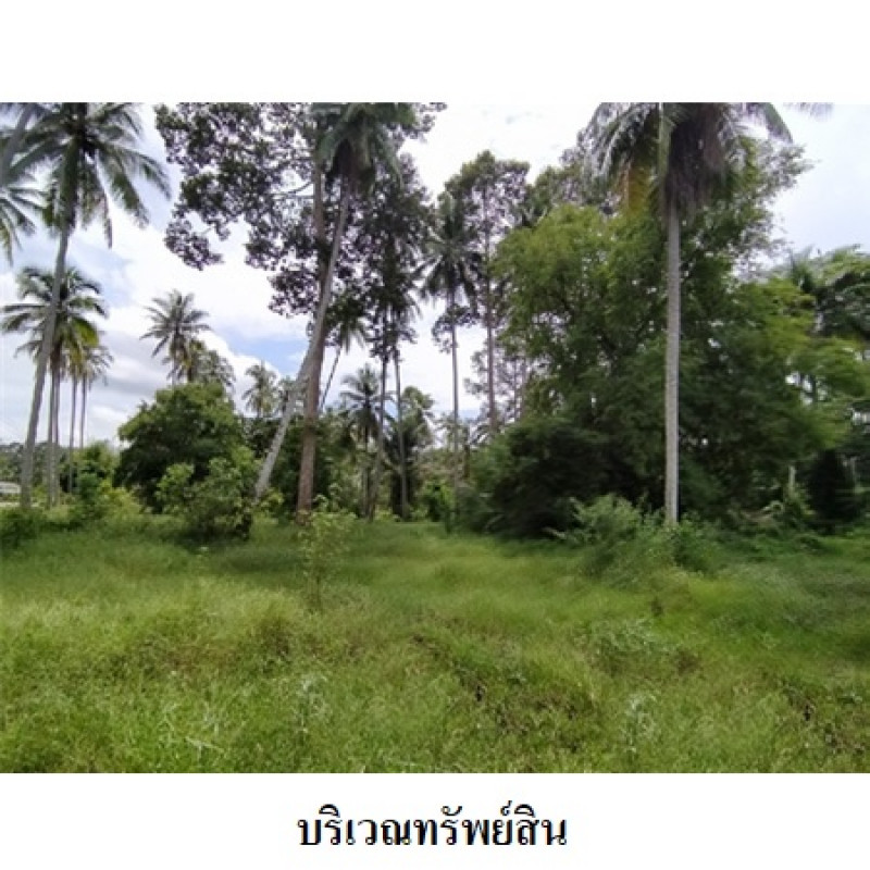 ที่ดินเปล่า นครศรีธรรมราช เมืองนครศรีธรรมราช ปากพูน 5460000