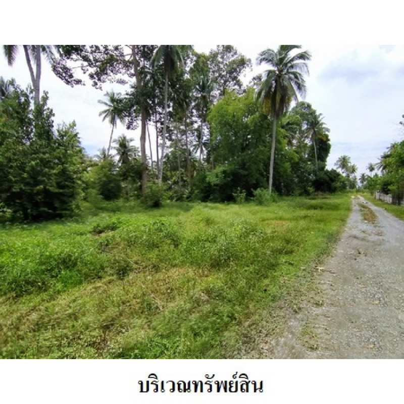 ที่ดินเปล่า นครศรีธรรมราช เมืองนครศรีธรรมราช ปากพูน 5460000