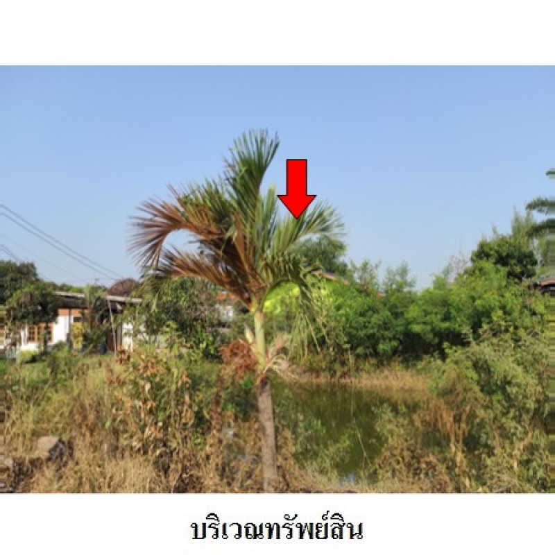 บ้านเดี่ยว ฉะเชิงเทรา เมืองฉะเชิงเทรา คลองนครเนื่องเขต 1430000