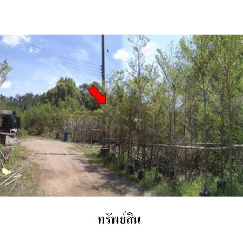 ที่ดินเปล่า บางไทรการ์เด้น พระนครศรีอยุธยา บางไทร บางไทร 3954000