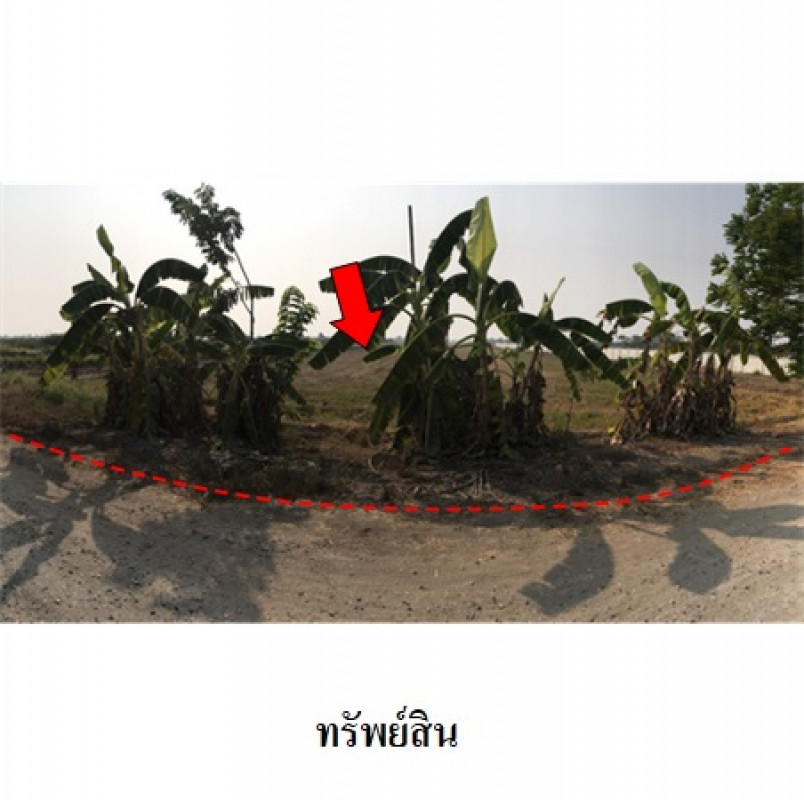 ที่ดินเปล่า ปทุมธานี หนองเสือ บึงชำอ้อ 24167200