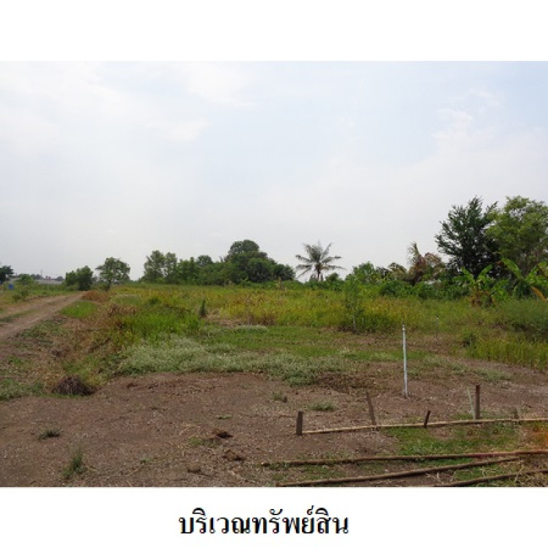 ที่ดินเปล่า ปทุมธานี หนองเสือ บึงชำอ้อ 24167200
