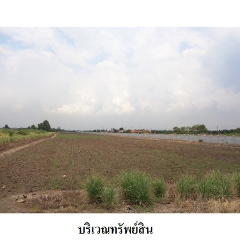 ที่ดินเปล่า ปทุมธานี หนองเสือ บึงชำอ้อ 24167200