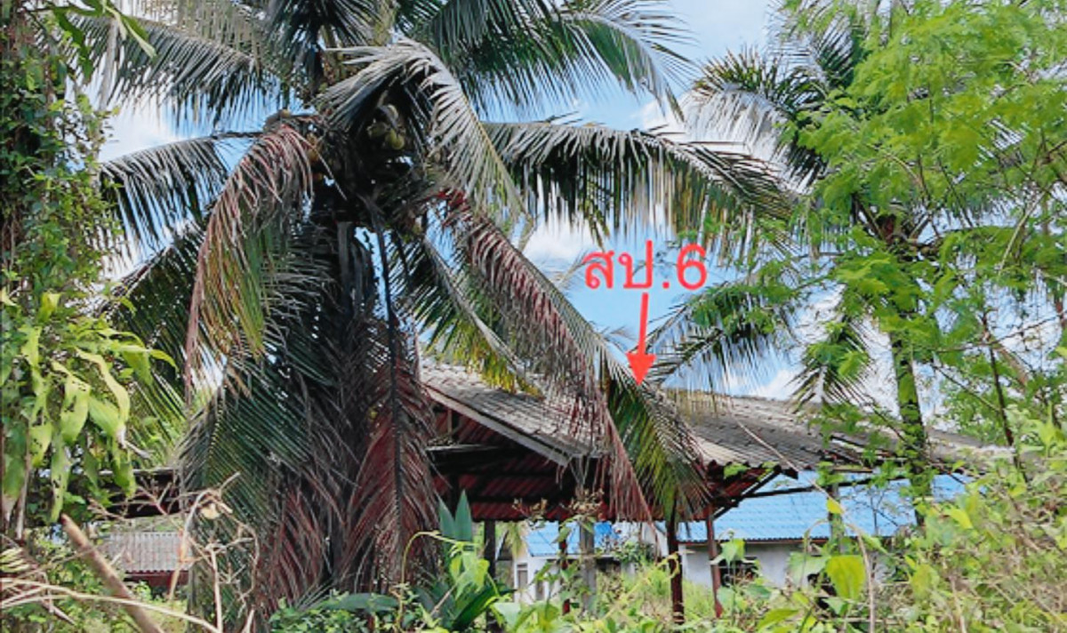 บ้านเดี่ยว สุราษฎร์ธานี เมืองสุราษฎร์ธานี มะขามเตี้ย 15595000