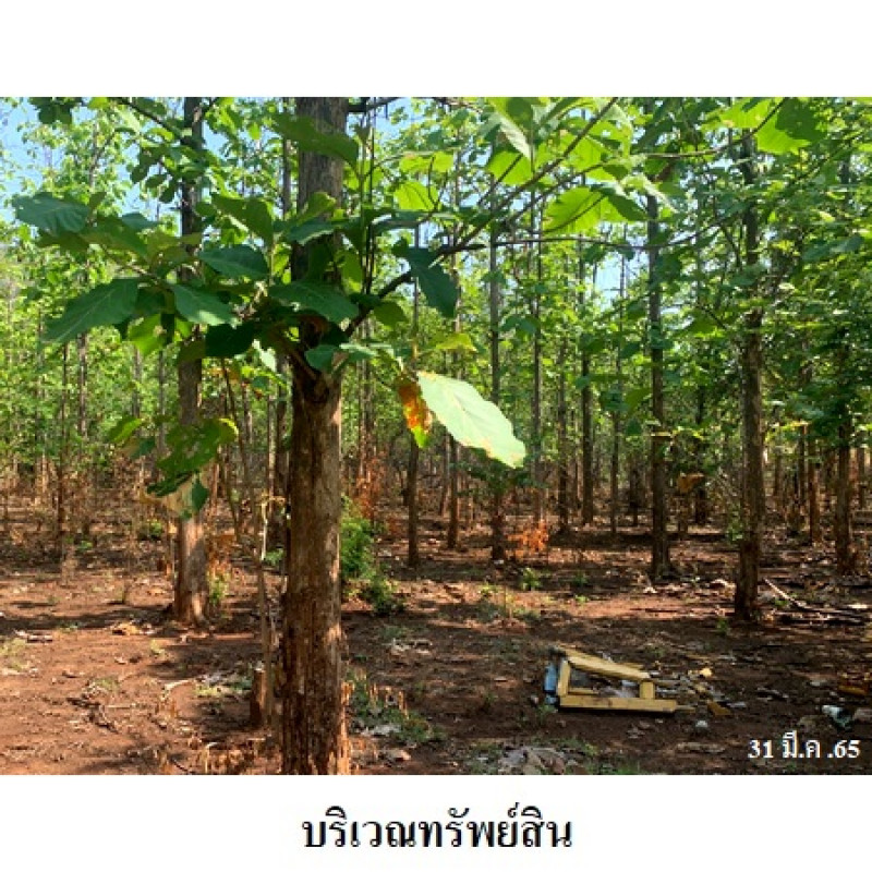 ที่ดินเปล่า นครสวรรค์ พยุหะคีรี เขากะลา 303000