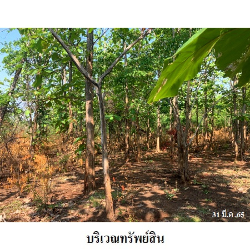 ที่ดินเปล่า นครสวรรค์ พยุหะคีรี เขากะลา 303000