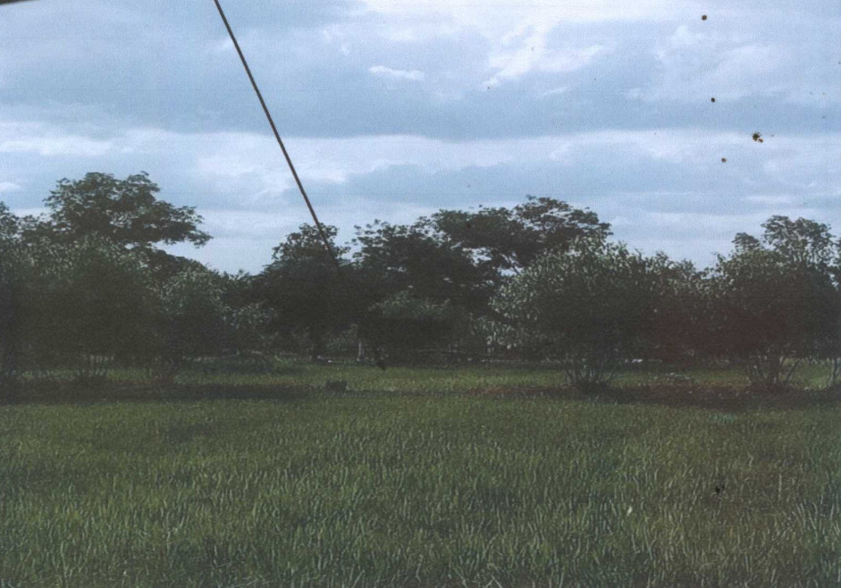 Residential land/lot Yasothon Maha Chana Chai Song Yang 194100