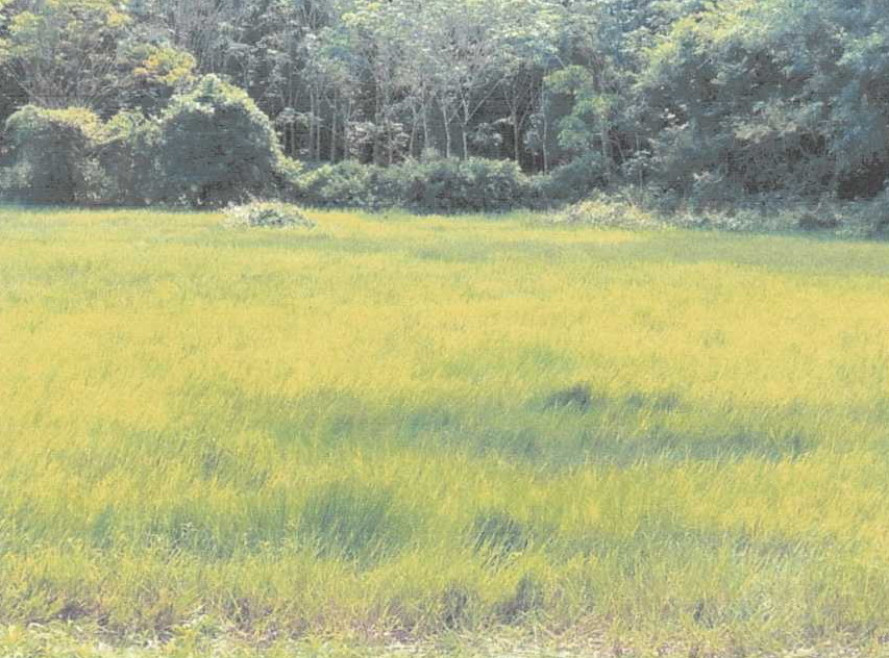 ที่ดินเปล่า นราธิวาส เจาะไอร้อง จวบ 290000