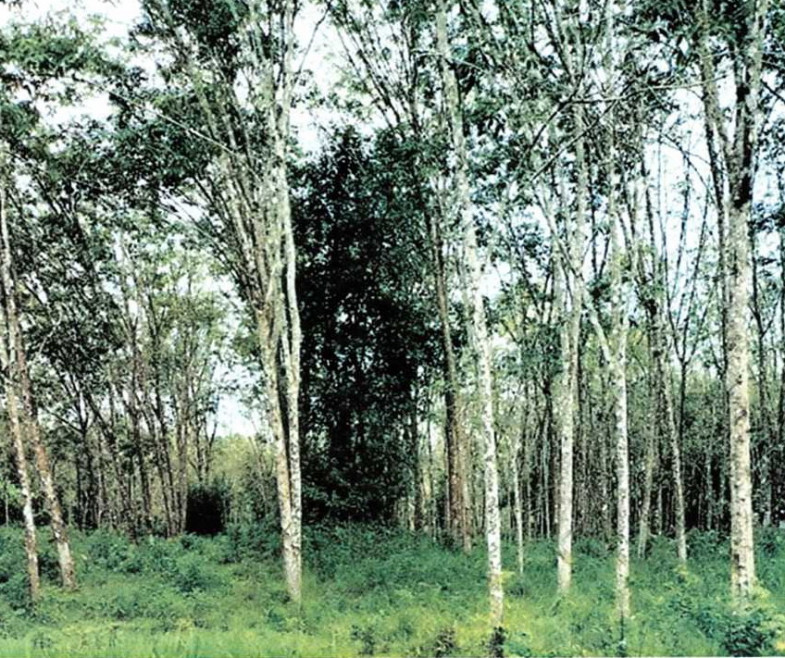 ที่ดินเปล่า นราธิวาส เมืองนราธิวาส บางนาค 516750