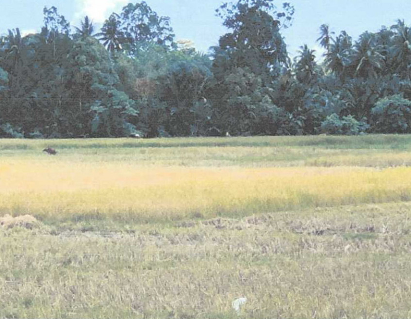 ที่ดินเปล่า นราธิวาส บาเจาะ บาเระใต้ 32790