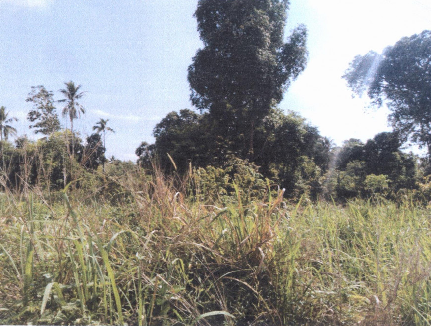 Residential land/lot Pattani Panare Ban Nam Bo 611270