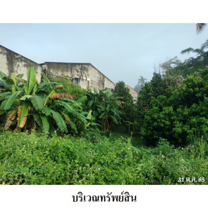 ที่ดินเปล่า สุราษฎร์ธานี เวียงสระ ทุ่งหลวง 1802500