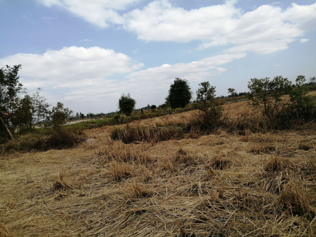Residential land/lot Nakhon Phanom Renu Nakhon Na Ngam 16500000